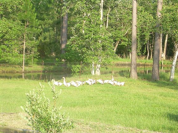 Fenced in pond with island 
