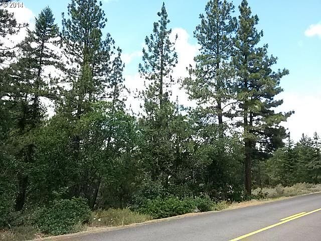 2nd image of Pine Frst