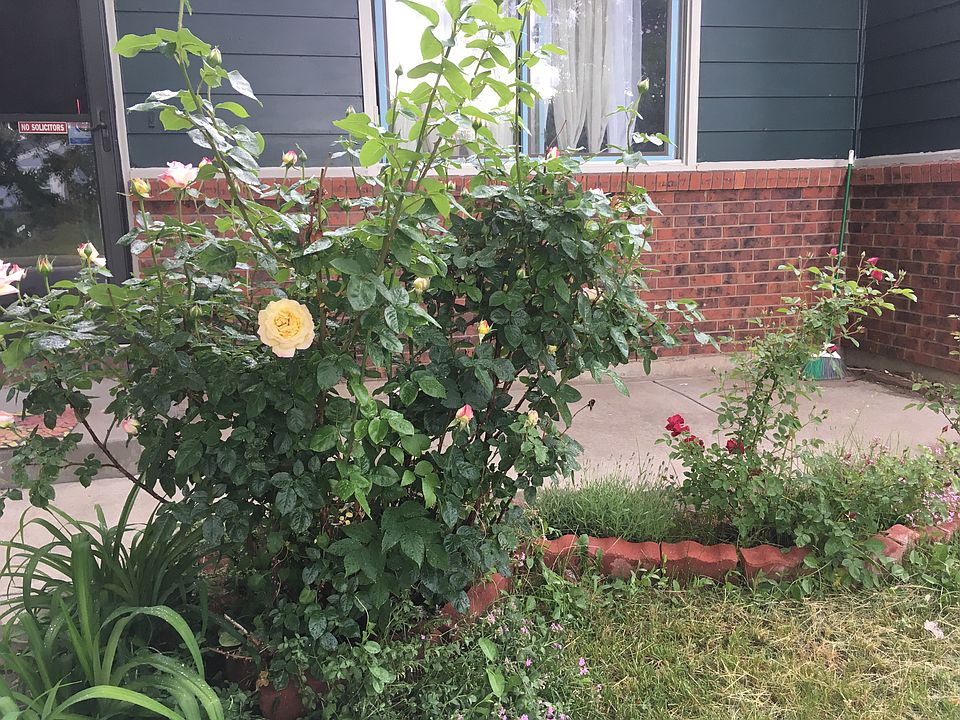 Pollinator friendly 