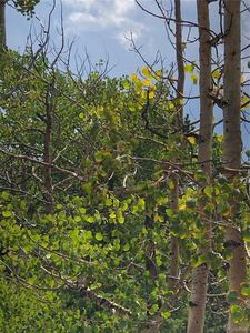 195 Osoeola Road LOT L90 B18, Woodland Park, CO, 80863