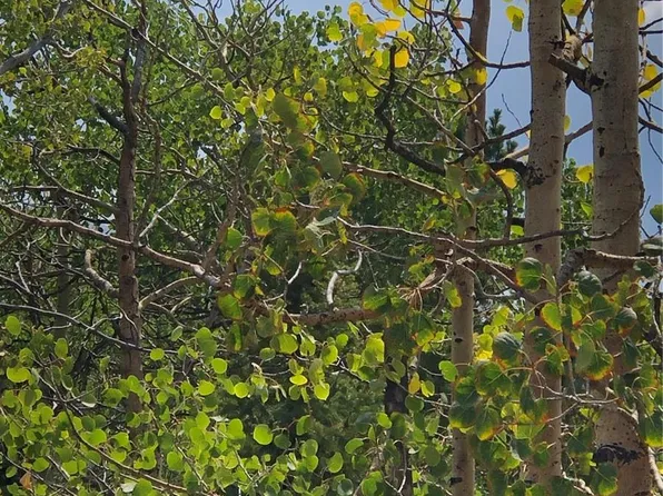 195 Osoeola Road LOT L90 B18, Woodland Park, CO 80863