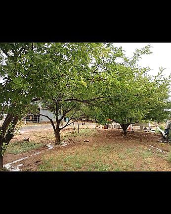 Established fruit trees