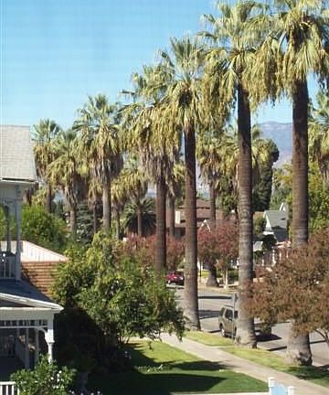 Palm Trees line Cajon Street