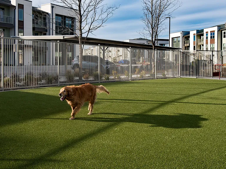 Dog Park