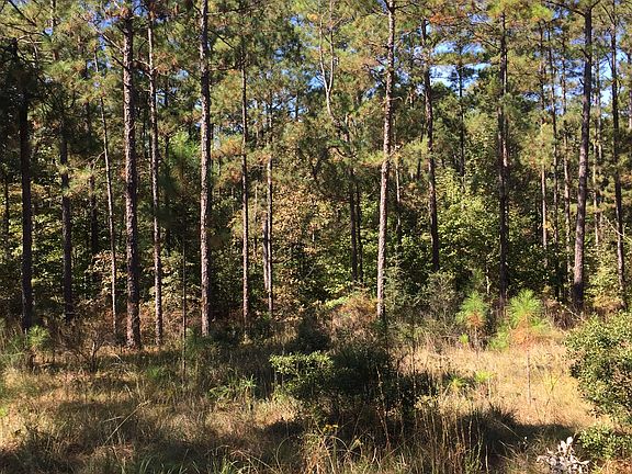 Pine On South 40 Acres