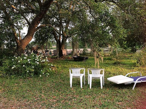 Live oaks for hot summer day
