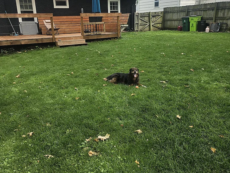 Nice yard for the dog!