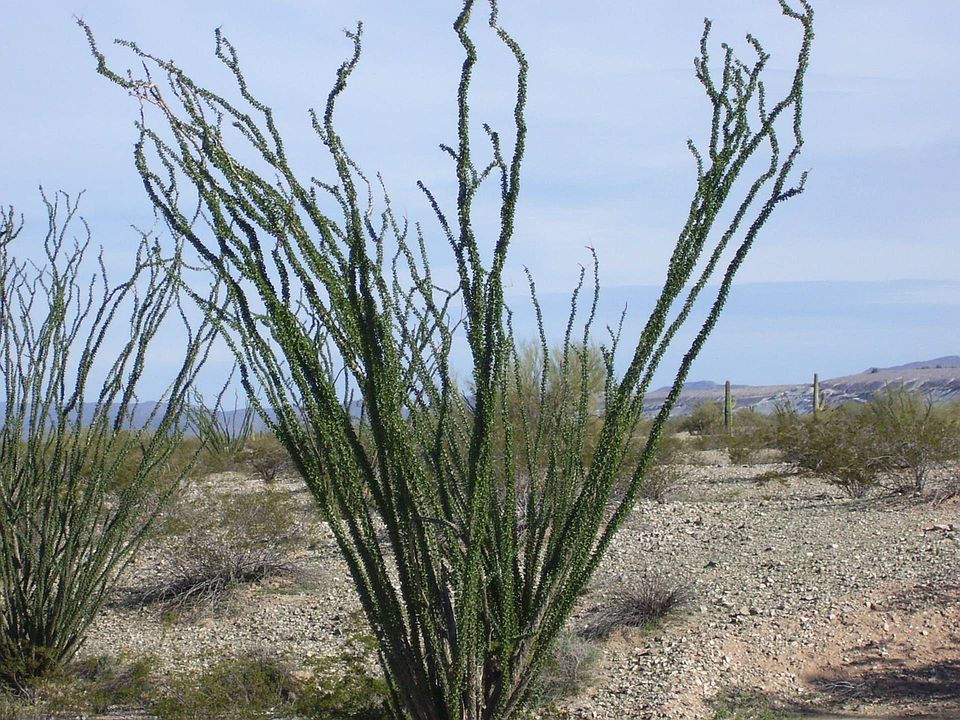 1st image of 3640 N Ajo Gila Bend Hy