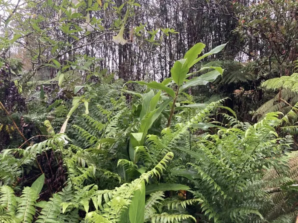 Road 4 Lot 163, Volcano, HI 96785