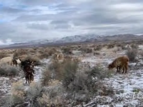 Phyllis Ln, Golconda, NV 89414