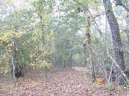 4th image of 260 Panther Creek Ln