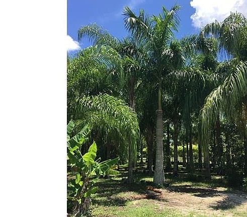 Row 4 - Mature Royal Palms