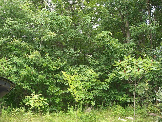 2nd image of Beech Bottom Rd Lot 49