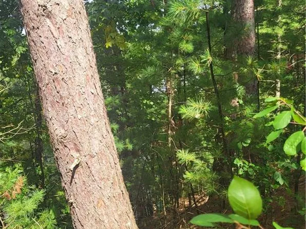 Lot 2 Betty Lane, Black River Falls, WI 54615