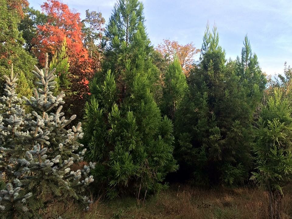 1st image of Woodcock Ln