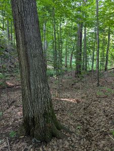 PARCEL 4 W Y Rd, Exeland, WI, 54835