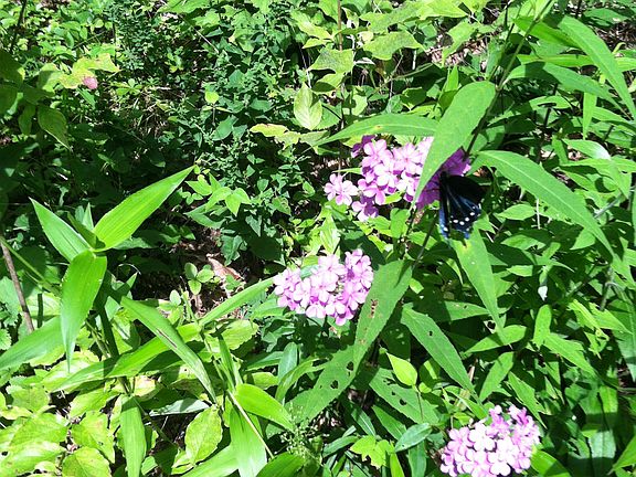 Fauna such as wild mint