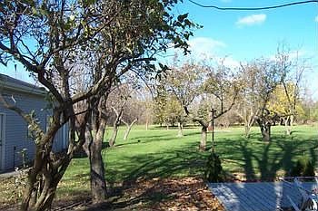 Large lot with fruit trees in backyard