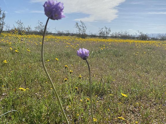 3rd image of 0 W Mojave Blvd