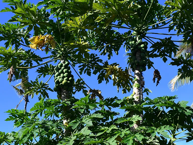 Fresh papayas right out your window.