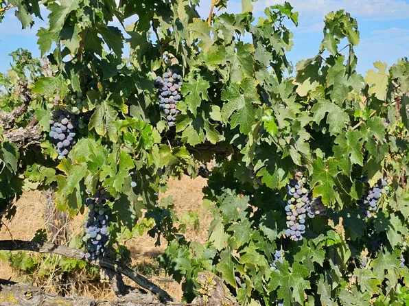 9225 E South Orchard Rd, Acampo, CA 95220