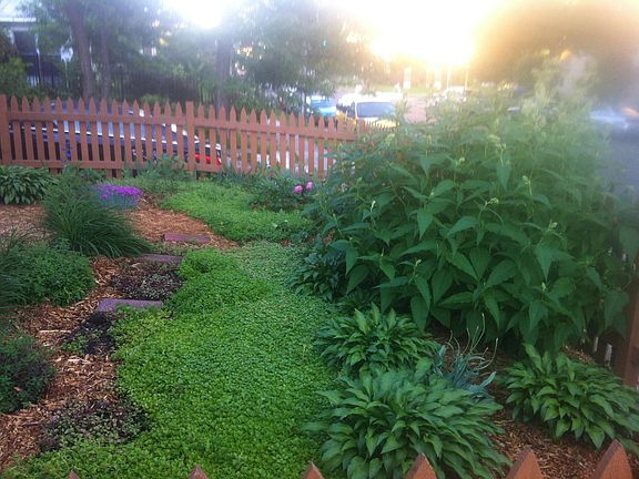 Perennial garden