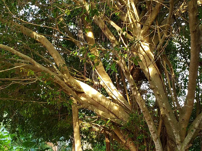 Lemon Ave — Photo 11