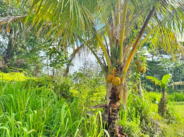 Lalakea St Lot 807, Pahoa, HI 96778