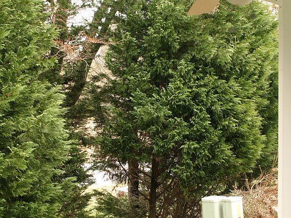 Privacy Landscaping at Rear