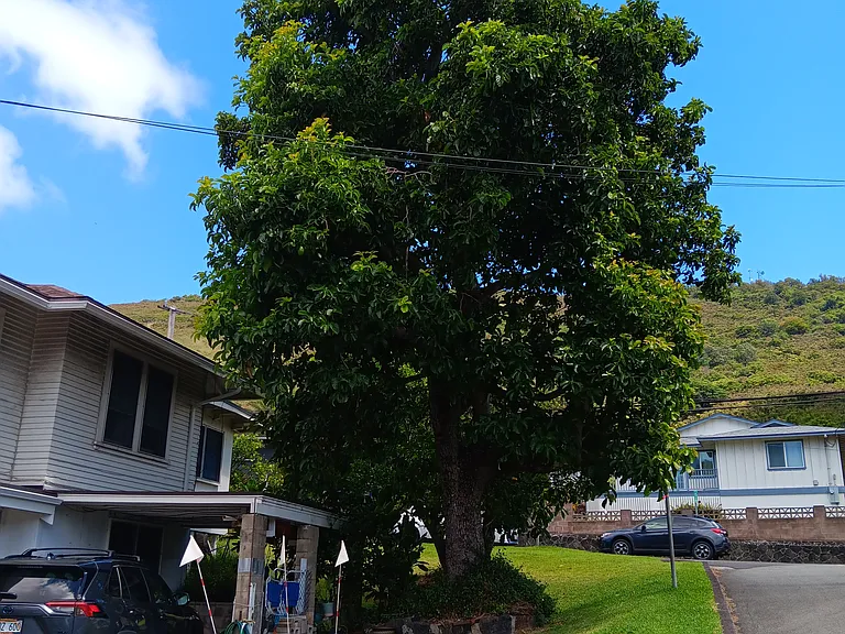 2439 E Manoa Rd — Photo 5