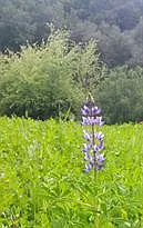 2445 Topanga Skyline Dr #A — Photo 17