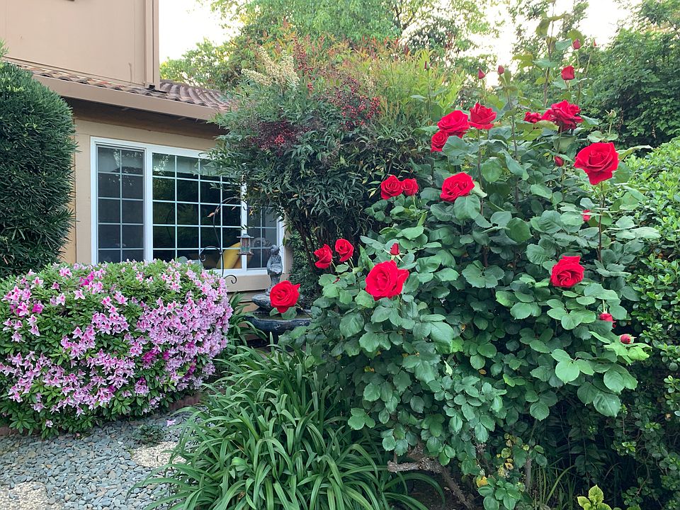 Front yard