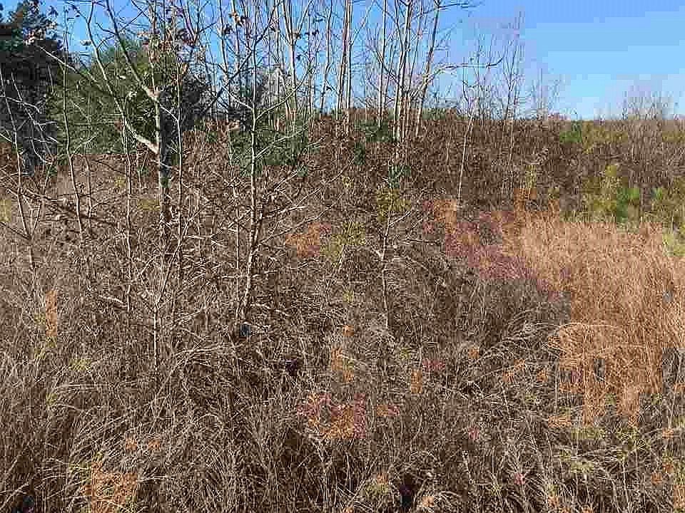 2nd image of LOT 1 Bacon Rd Lot 1
