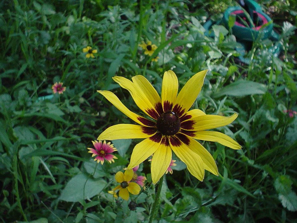 Wildflowers backyard
