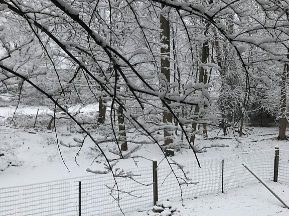 private yard