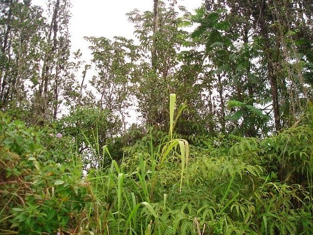 1st image of Ginger Ln Lot 77