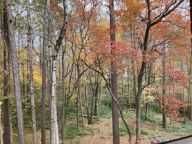 Pretty trees are an ever changing canvas of color.