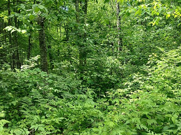 2nd image of Off Bass Lake Rd