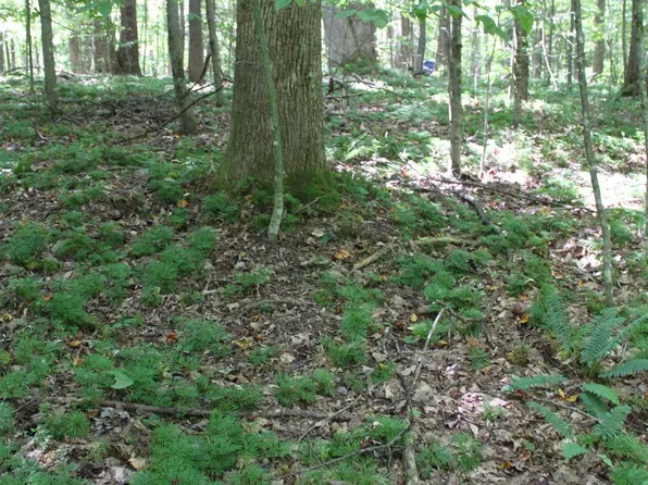 215 Holbrook Hollow Rd, Cowen, WV 26206