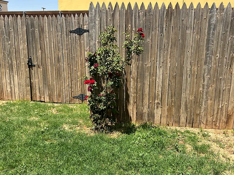 A past residence has planted rose bushes in the back yard - you get the enjoyment of their labor. We mow the yard for you!