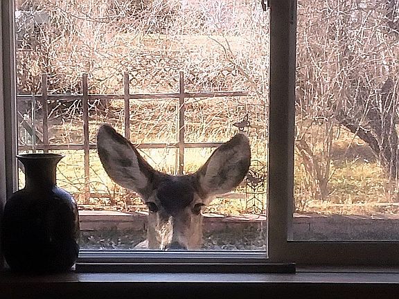 Deer friend