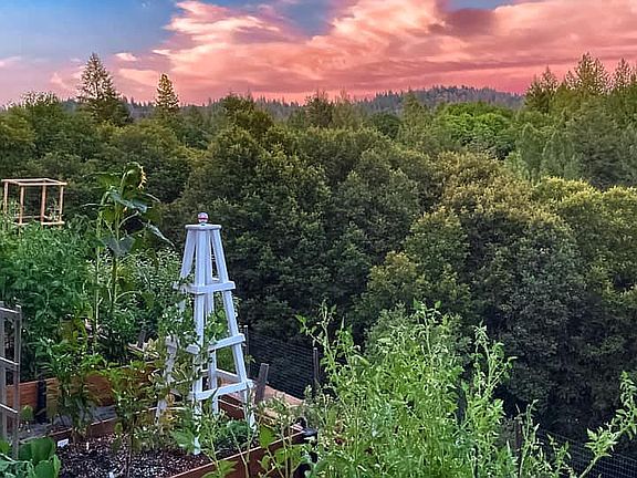 Garden at sunset