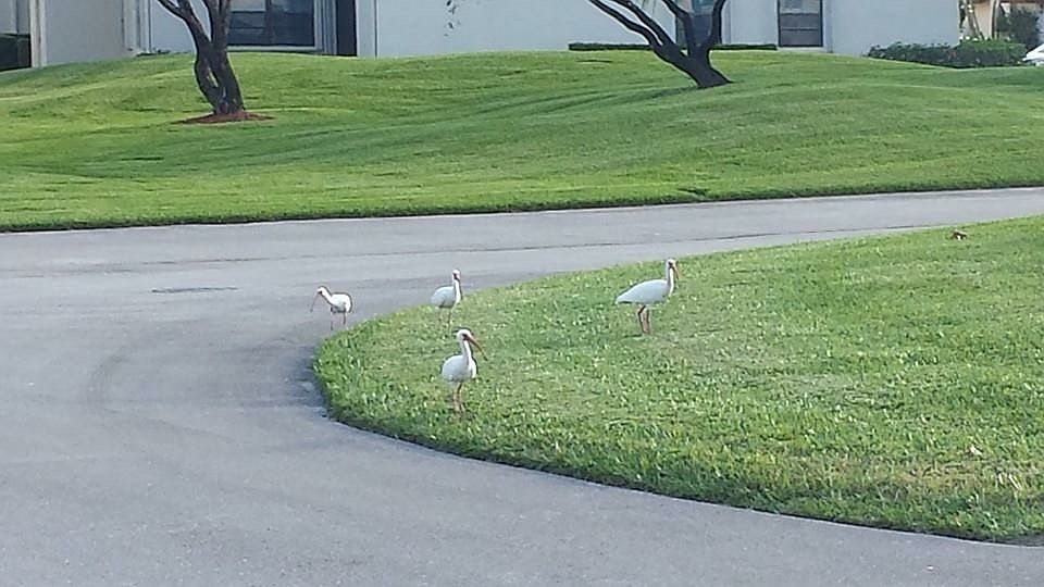1st image of 5919 Parkwalk Dr