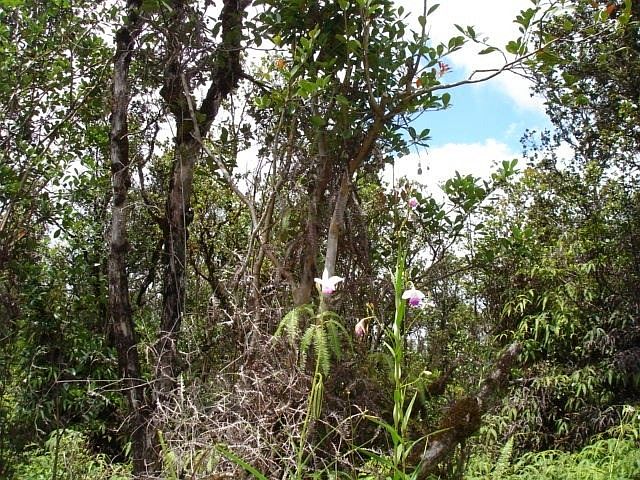 2nd image of Hibiscus St Lot 7533
