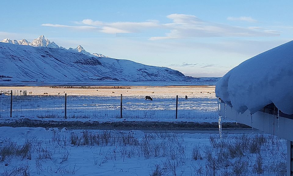 National Elk Refuge 