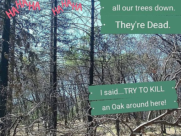 Oak Grove at the top has returned