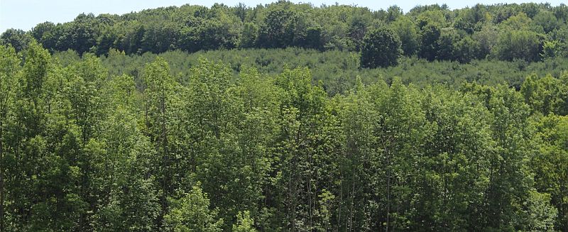 4th image of MAPLETOWN Road
