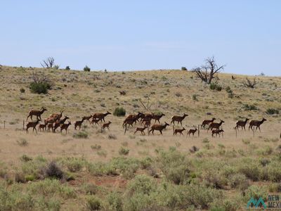 Wellborn Ln, Quemado, NM, 87829