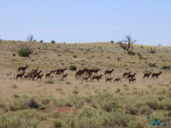 Wellborn Ln, Quemado, NM 87829