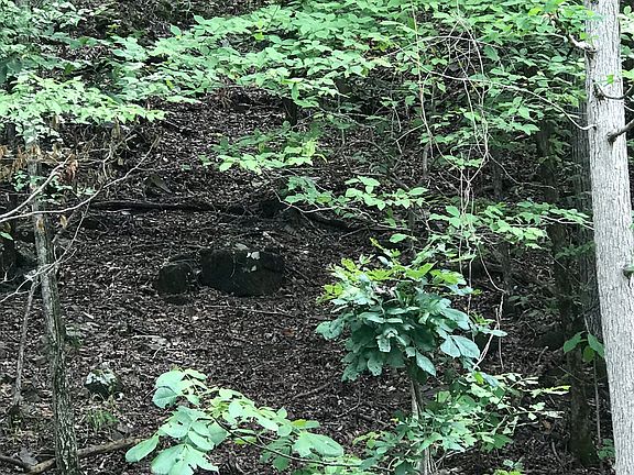 5th image of 131 Hickory Nut Ln